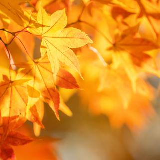 Oznam - jesenné prázdniny